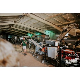 Daržovių rūšiavimo / pakavimo linijos pagal individualų užsakymą "Domasz"